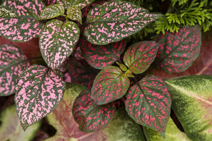 Polka dot plant flowers